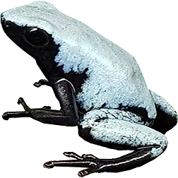 Splashback White Frog